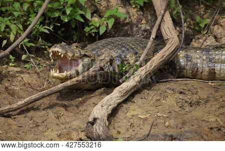 Closeup Side On Portrait Of Black Caiman (melanosuchus Niger) On Riverbank  With Jaws  And Teeth Wid