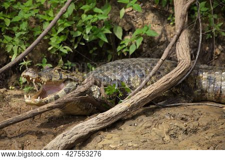 Closeup Portrait Of Black Caiman (melanosuchus Niger) On Riverbank  With Jaws  And Teeth Wide Open P