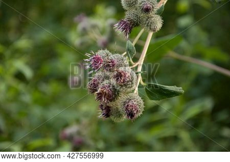 Blooming medicinal plant burdock. Arctium lappa commonly called greater burdock.
