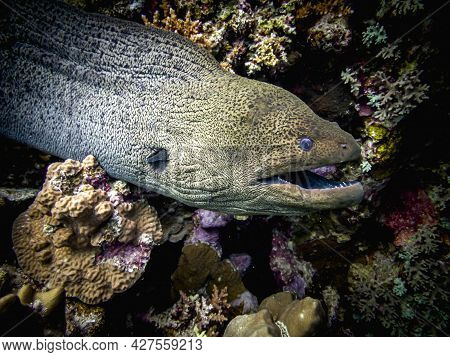 Moray Eel Hunts In The Red Sea Of Egypt