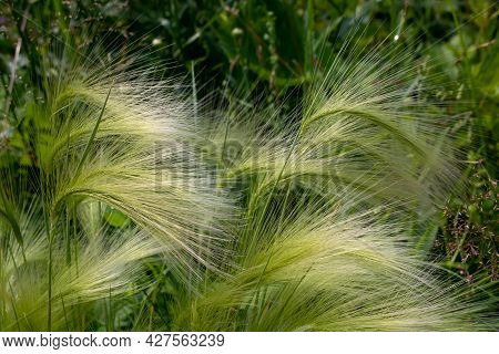 Green Barley In The Clearing. Hordeum Jubatum