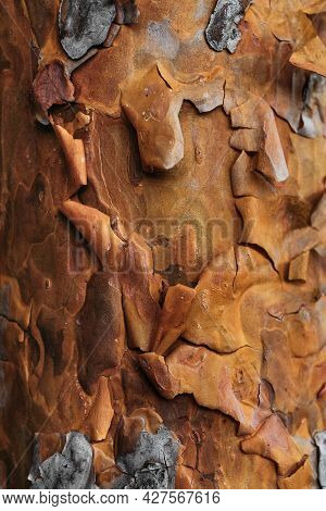 A Screen Saver For A Smartphone. Spruce Bark, Close-up. Texture Of Conifer Bark, Background Image. S