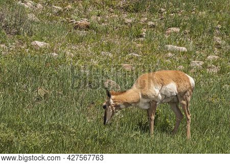 Black Hills, Keystone, Sd, Usa - May 31, 2008: Custer State Park. Closeup Of Grazing Deer With Small
