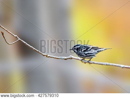 Black And White Warbler Sitting On A Branch