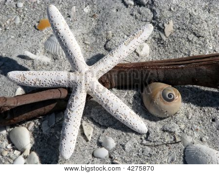 Starfish Seashell Beach