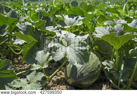 Santa Claus Melon Or Piel De Sapo Melon Cultivation. Ground View