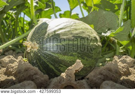 Santa Claus Melon Or Piel De Sapo Melon Cultivation. Ground View