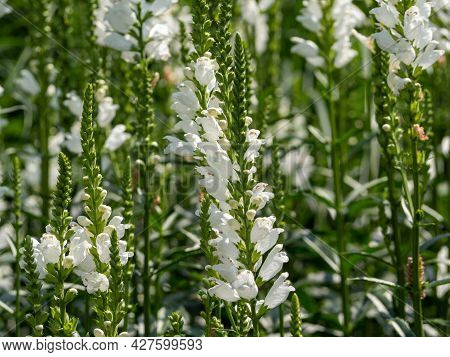 Physostegia White Flower Feet, Physostegia Virginiana. High Quality Photo