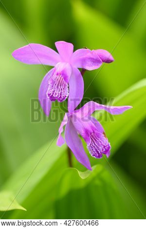 Flowers Of China Purple Orchid, Bletilla Striata, On Green Background.