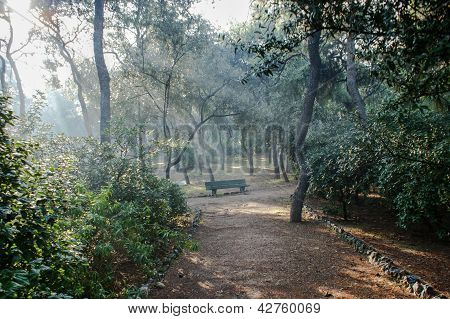 Raggi di sole nel parco