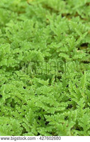 Detail Of Water Mosquito Fern, Fairy Moss, Freshwater Aquatic Azolla.