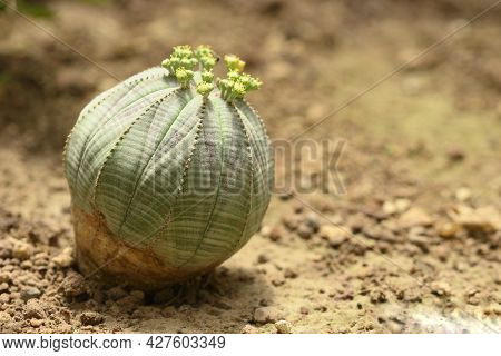 Baseball Plant With Flowers, Euphorbia Obesa, Subtropical Succulent Species From South Africa.