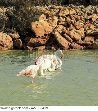 Beautiful Flamingos In The Wetlands Of San Pedro Del Pinatar, Murcia Province, On A Sunny Day Of Sum
