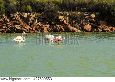 Beautiful Flamingos In The Wetlands Of San Pedro Del Pinatar, Murcia Province, On A Sunny Day Of Sum