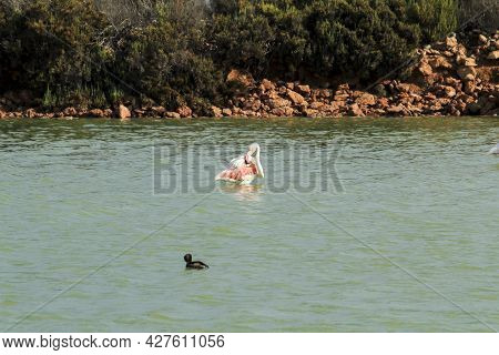 Beautiful Flamingo In The Wetlands Of San Pedro Del Pinatar, Murcia Province, On A Sunny Day Of Summ