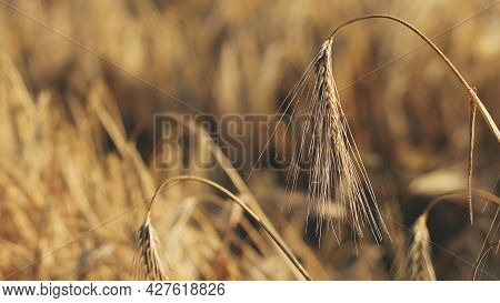 Ripe Golden Spikes Of Barley In The Field. Ears Of Barley. Spikelets. Cereal Crop. Close Up. Macro.