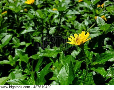 Flower (melampodium Paludosum Flower)
