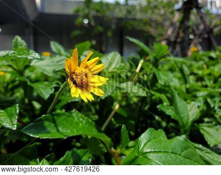 Flower (melampodium Paludosum Flower)