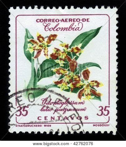 Fiori di orchidea, Odontoglossum
