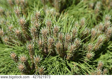 Dwarf Black Pine Marie Bregeon - Latin Name - Pinus Nigraa Marie Bregeon