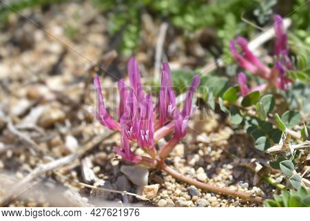 Illyric Montpellier Milk Vetch - Latin Name - Astragalus Monspessulanus Subsp. Illyricus
