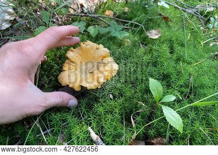 The Edible Mushroom Golden Chanterelle, Also Known As Girolle, Grows In The Forest In The Moss. A Wo