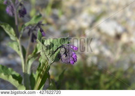Common Comfrey - Latin Name - Symphytum Officinale