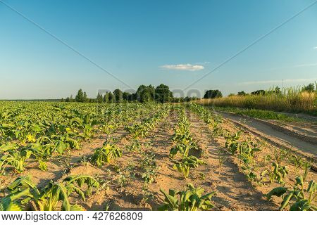 Agricultural Field With Dehydrated Sugar Beet On A Hot Sunny Summer Day. Concept Of Crop Dewatering