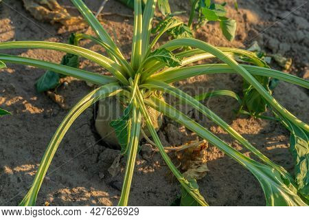 Close-up Of A Field With Half-dried Sugar Beet On A Hot Sunny Summer Day. The Concept Of Crop Dewate