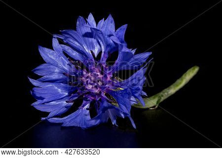 Blue Cornflower (centaurea Cyanus) On A Black Background. Poster.