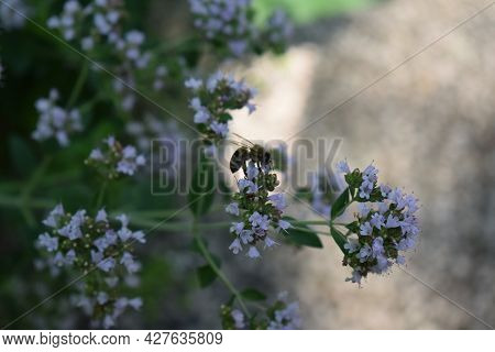 Honey Bee On A Blooming Oregano Plant