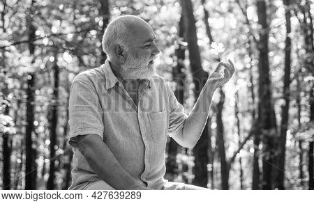 See Beauty In Simple Things. Old Bearded Man Collect Leaves. Happy Man Enjoy Autumn Nature. Bearded 