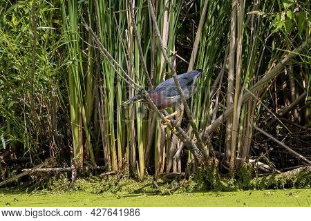 The Green Heron (butorides Virescens) On The Hunt