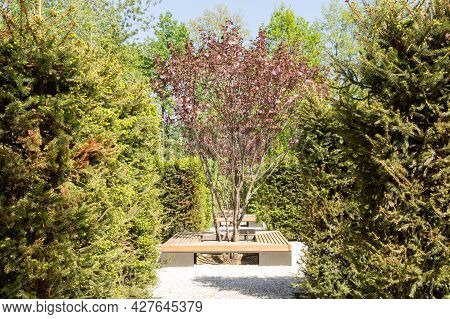 Prunus Cerasifera , Splayed Plum, Spring View. Sunny Day.
