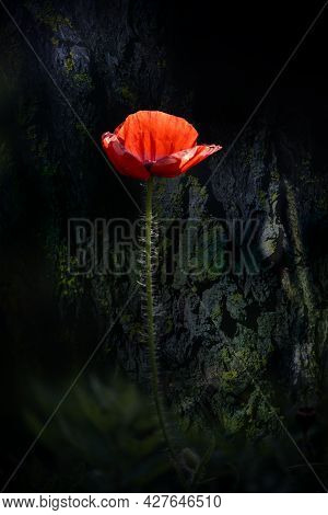 Stylized Picture Of A Poppy.
Red Poppy In All Its Glory.