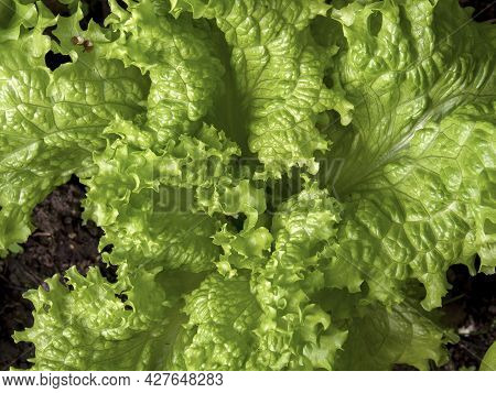 Macro Photography Of Looseleaf Lettuce Leaves, Captured At A Garden Near The Town Of Arcabuco In Cen