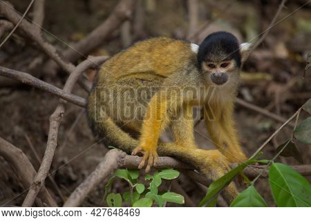 Side On Closeup Portrait Of Golden Squirrel Monkey (saimiri Sciureus) Sitting On Branch And Looking 