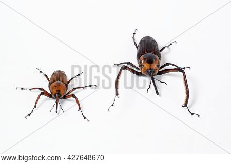 Red Palm Weevil, Rhynchophorus Ferrugineus,isolated On White