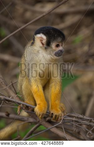 Head On Closeup Portrait Of Golden Squirrel Monkey (saimiri Sciureus) Sitting On Branch Pampas Del Y