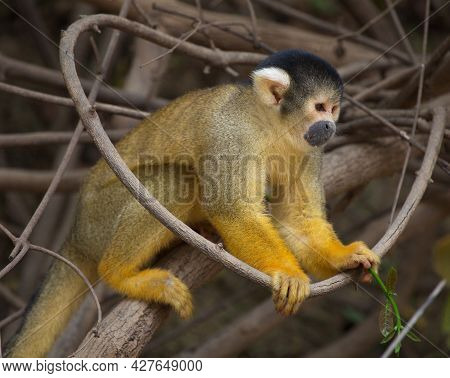 Side On Closeup Portrait Of Golden Squirrel Monkey (saimiri Sciureus) Sitting On Branch Pampas Del Y