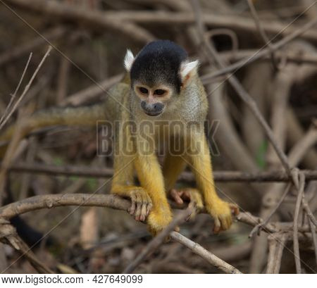 Head On Closeup Portrait Of Golden Squirrel Monkey (saimiri Sciureus) Sitting On Branch Looking At G
