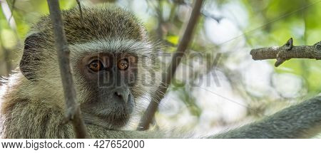 Panorama Shot Of A Vervet Monkey Sitting On A Tree And Looking Beside At The Waterfall Victoria, Zam