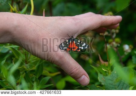 Scarlet Tiger Moth On A Woman Hand