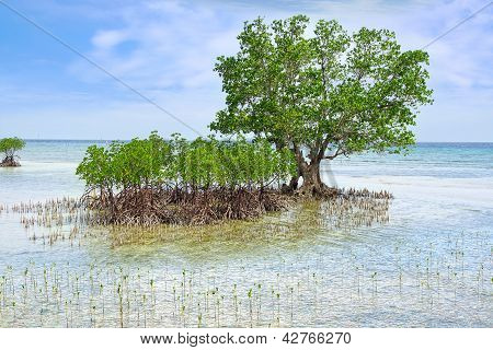 Paisagem com árvore de mangue.