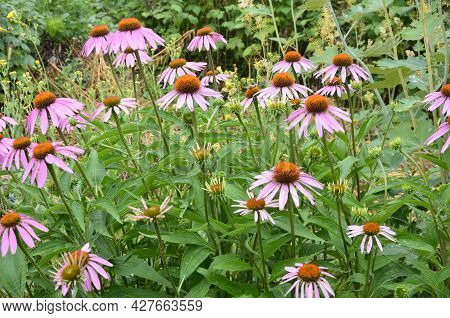 Echinacea Purpurea Maxima In A Garden