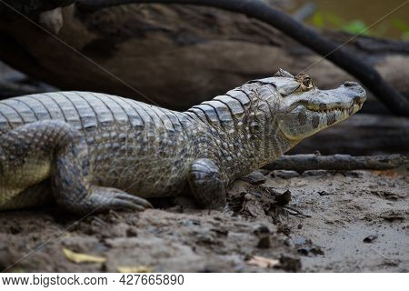 Closeup Portrait Of Black Caiman (melanosuchus Niger) Hiding On Riverbank With Eye Wide Open Pampas 