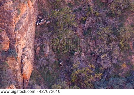 Looking Down From Canyon Overlook Trail To A Heard Of Bighorn Sheep As They Roam On A Steep Cliffsid