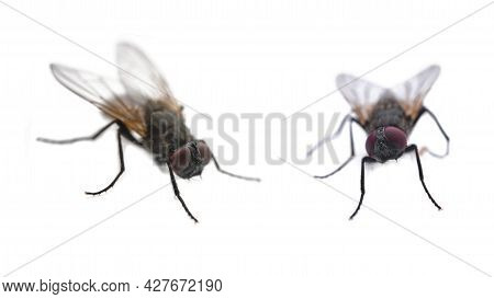 Two Flies On A White Background Close-up With Copy Space, Front And Side View Of A Fly