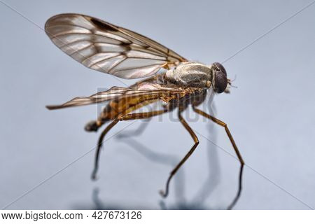 Rogue Flies (insecta: Diptera: Asilidae), Predatory Insects In Nature, Sucking Fluid From Their Prey