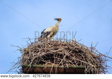 A Stork Looks After Its Young High Up In The Storks Nest.
